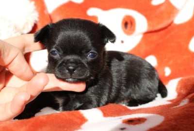 Les chiots de Chihuahua