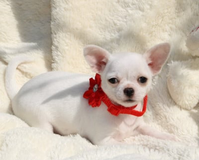 Les chiots de Chihuahua