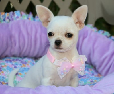 Les chiots de Chihuahua