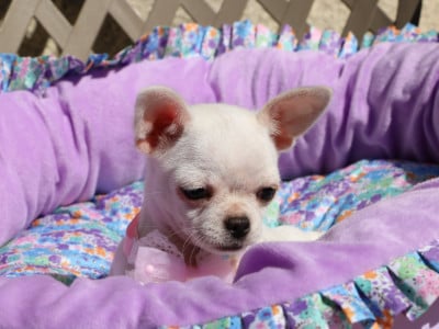 Les chiots de Chihuahua