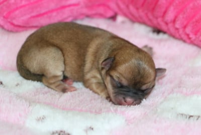 Les chiots de Chihuahua