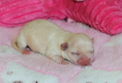 Les chiots de Chihuahua