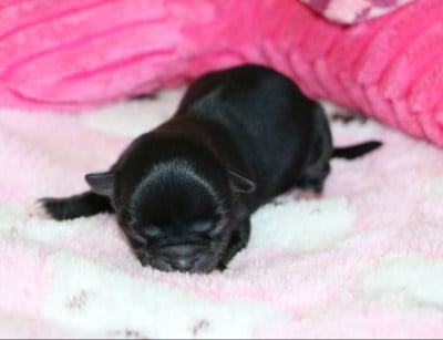 Les chiots de Chihuahua