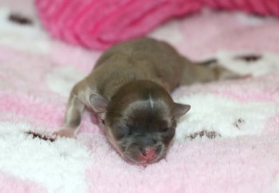 Les chiots de Chihuahua