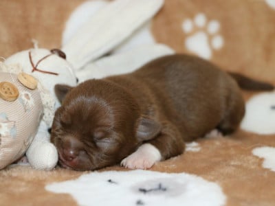 Les chiots de Chihuahua