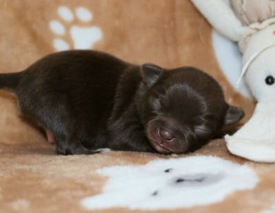 Les chiots de Chihuahua