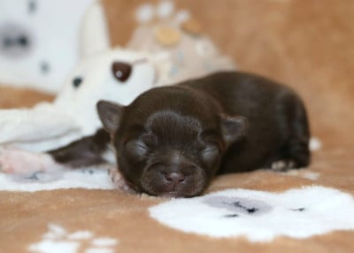 Les chiots de Chihuahua