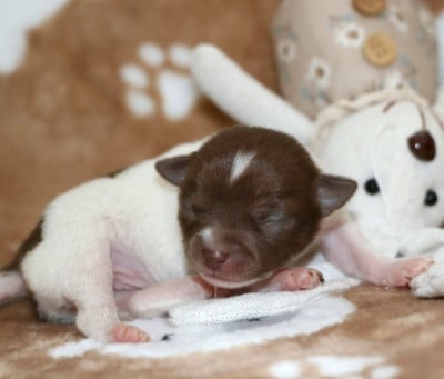 Les chiots de Chihuahua