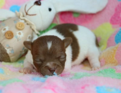 Les chiots de Chihuahua