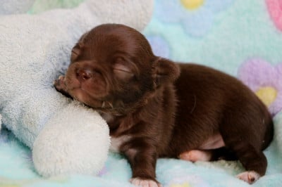 Les chiots de Chihuahua