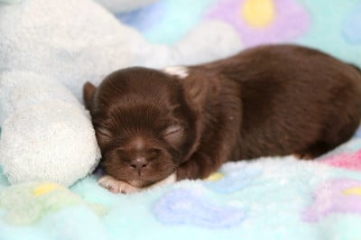 Les chiots de Chihuahua
