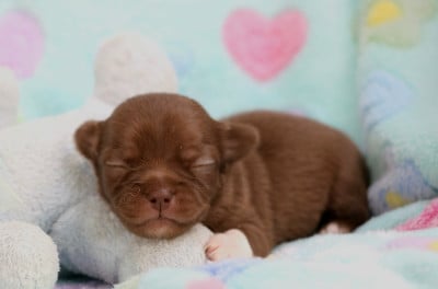 Les chiots de Chihuahua