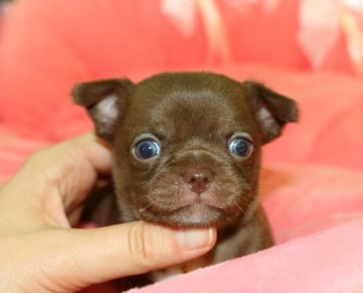 Les chiots de Chihuahua