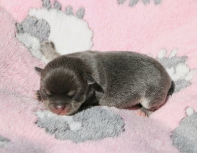 Les chiots de Chihuahua