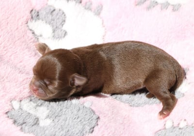 Les chiots de Chihuahua