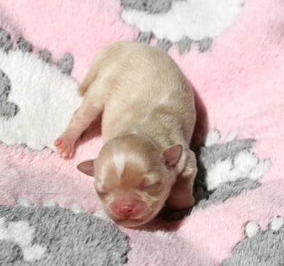 Les chiots de Chihuahua