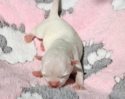 Les chiots de Chihuahua