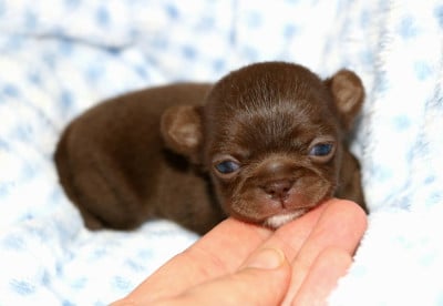 Les chiots de Chihuahua
