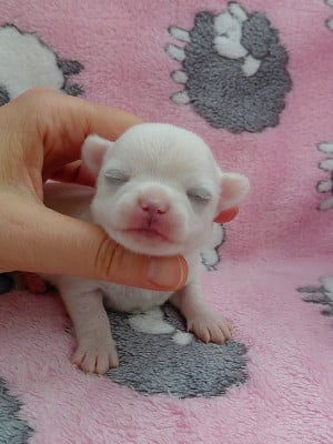Les chiots de Chihuahua