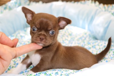Les chiots de Chihuahua