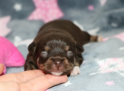 Chihuahua