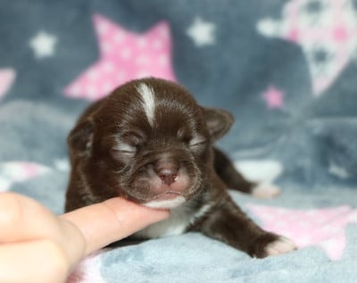 Les chiots de Chihuahua
