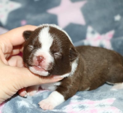 Les chiots de Chihuahua