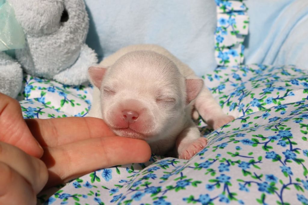 Azote renommé Alaska