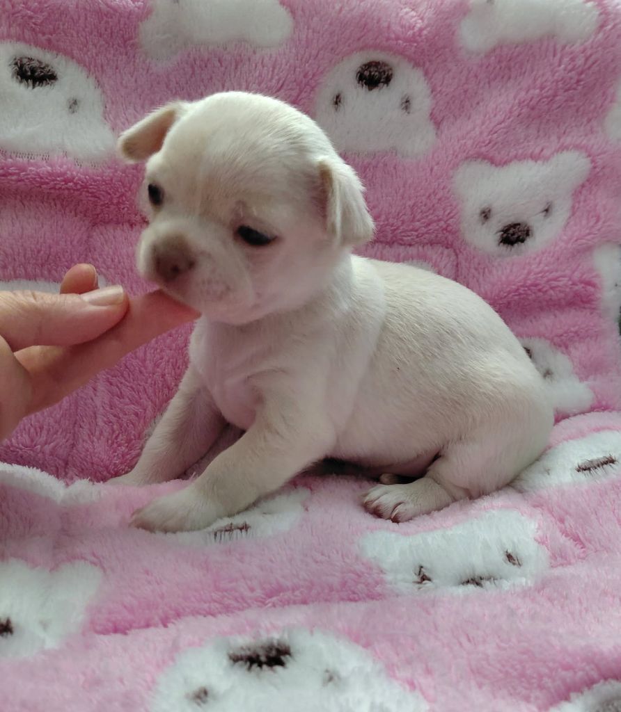 Azote renommé Alaska