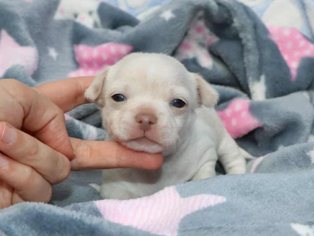 Azote renommé Alaska