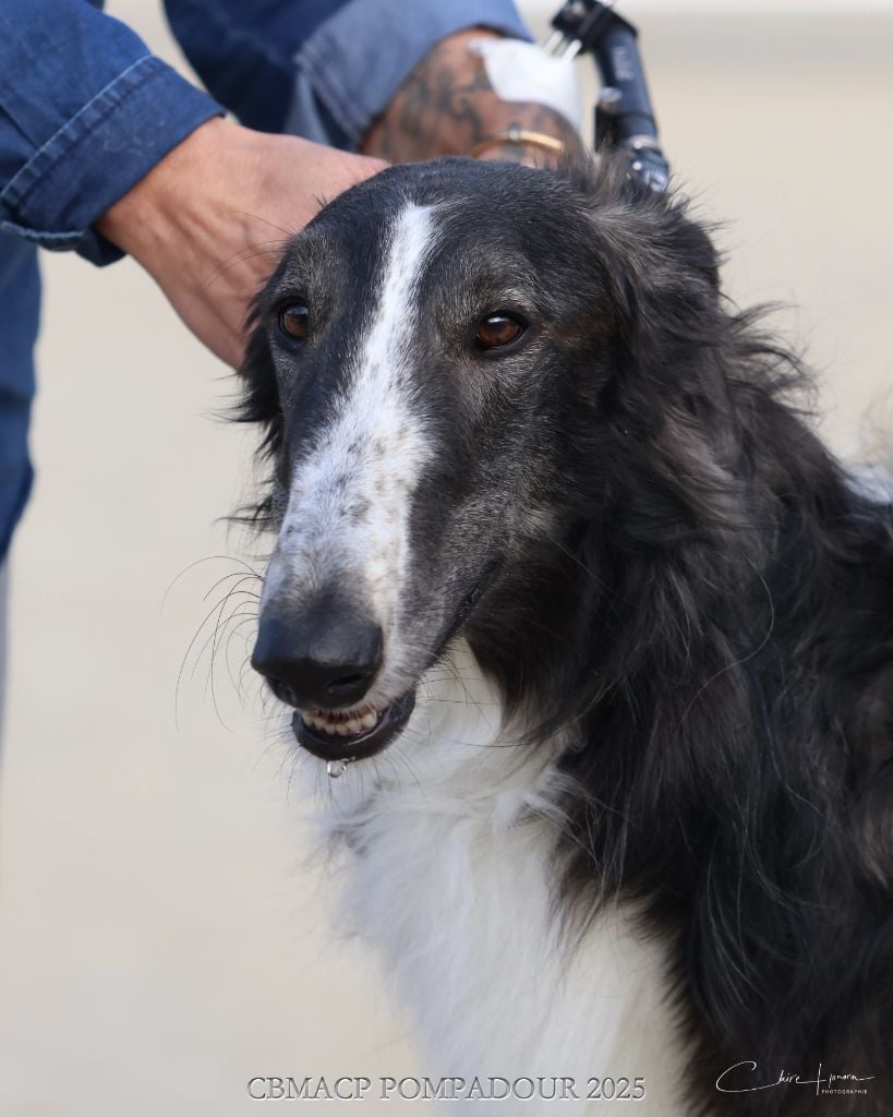 Vadim velikyi voin Des Svoras De La Centauresse