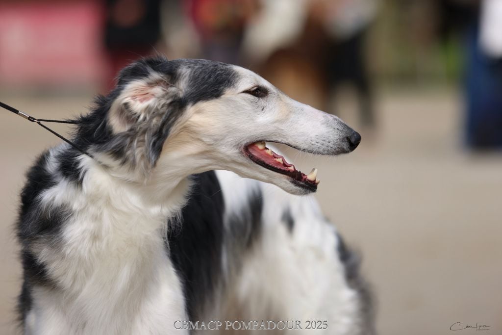 Silver steppe Des Svoras De La Centauresse