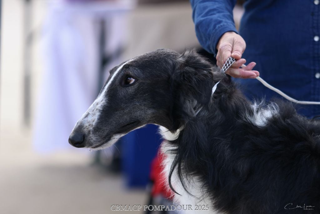 Vadim velikyi voin Des Svoras De La Centauresse