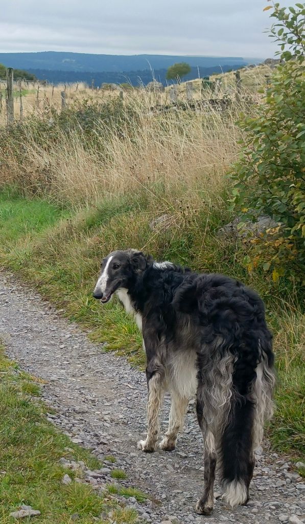 Vadim velikyi voin Des Svoras De La Centauresse