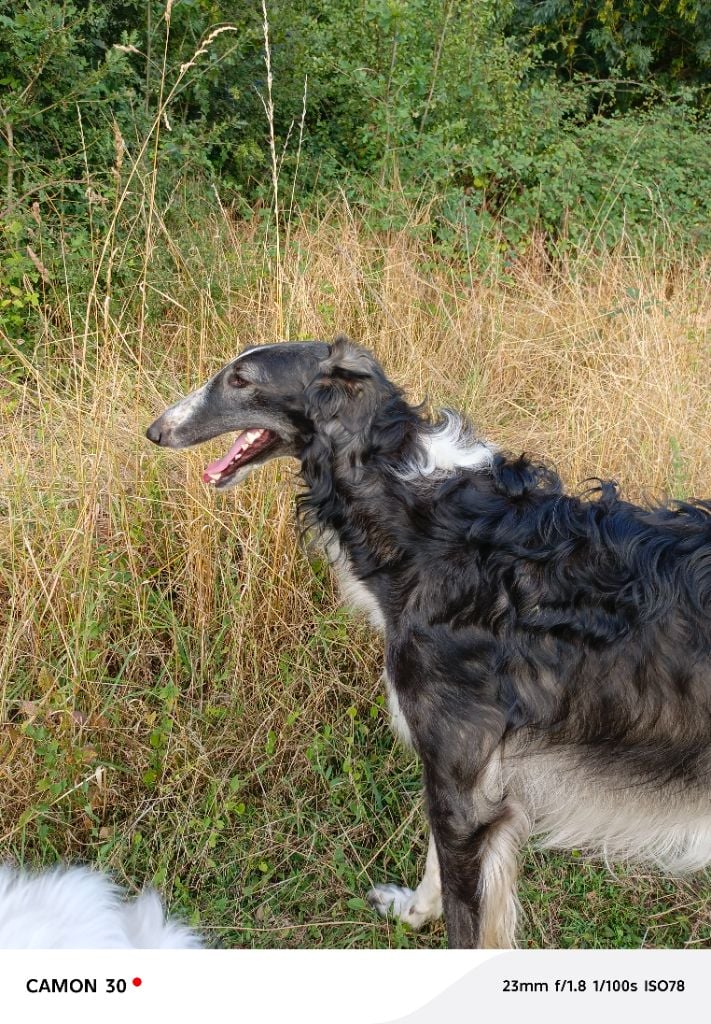 Vadim velikyi voin Des Svoras De La Centauresse