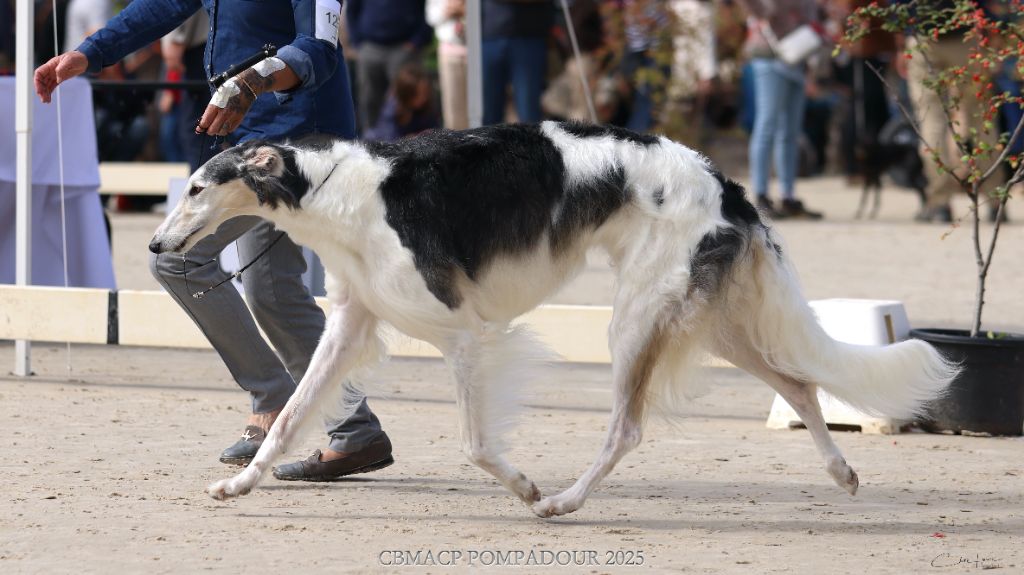 Silver steppe Des Svoras De La Centauresse