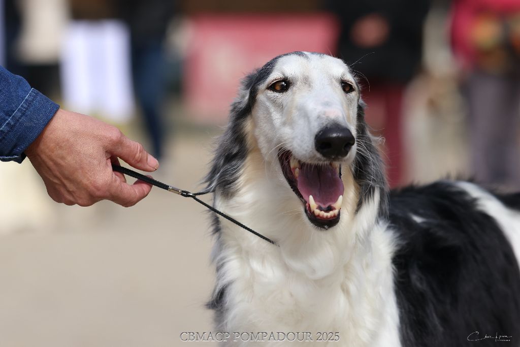 Silver steppe Des Svoras De La Centauresse