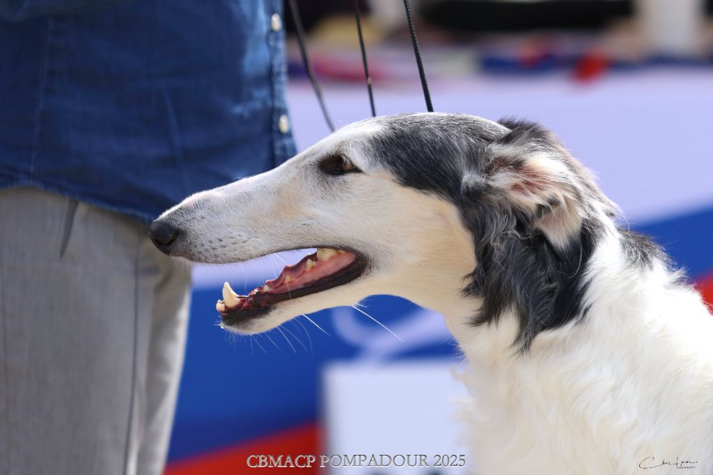 Silver steppe Des Svoras De La Centauresse