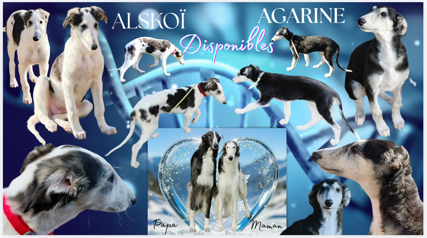 Barzoi - Des Svoras De La Centauresse