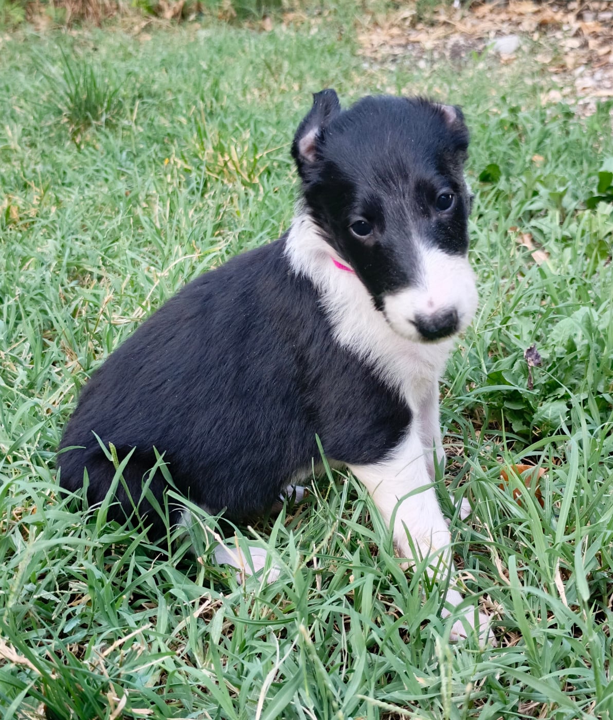 B'Ayla