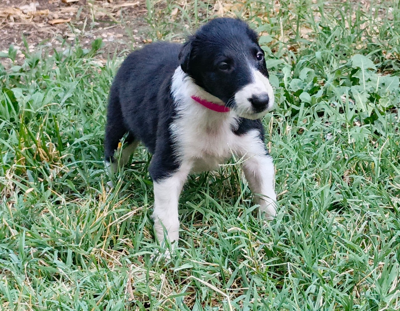 B'Ayla