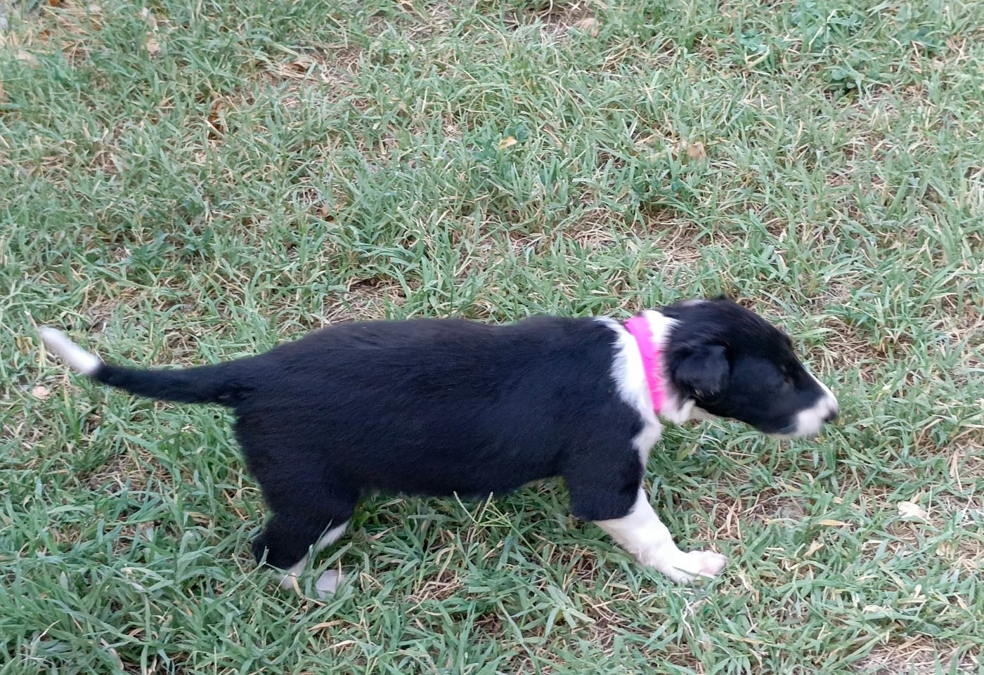 B'Ayla