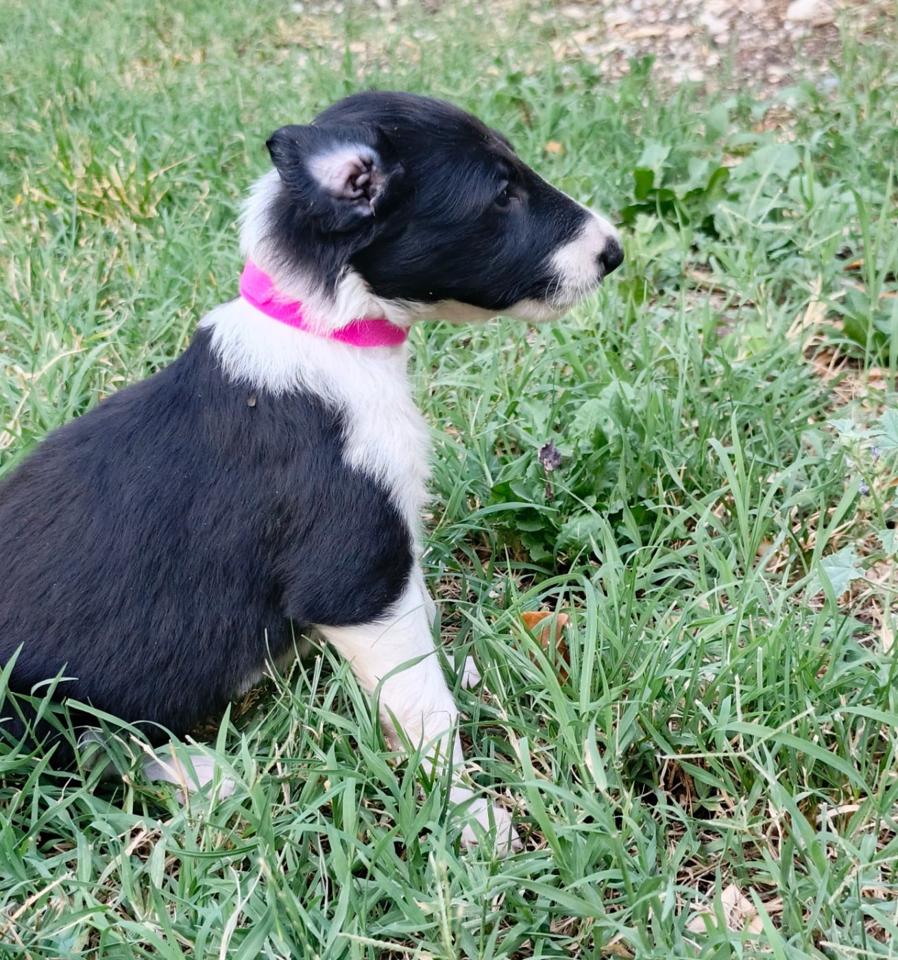 B'Ayla