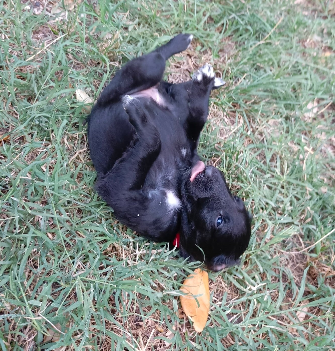Bella Nite