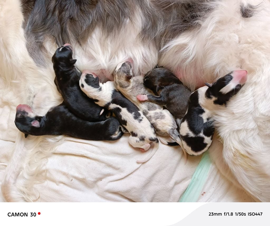 Barzoi - Des Svoras De La Centauresse