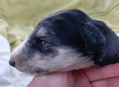 Les chiots de Barzoi