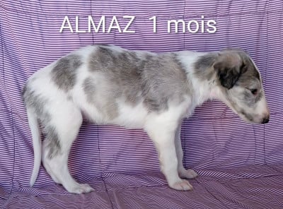 Les chiots de Barzoi
