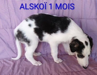 Les chiots de Barzoi