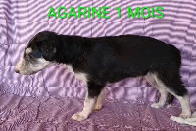 Les chiots de Barzoi