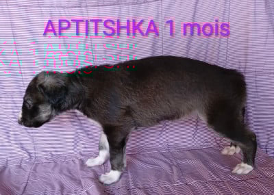 Les chiots de Barzoi